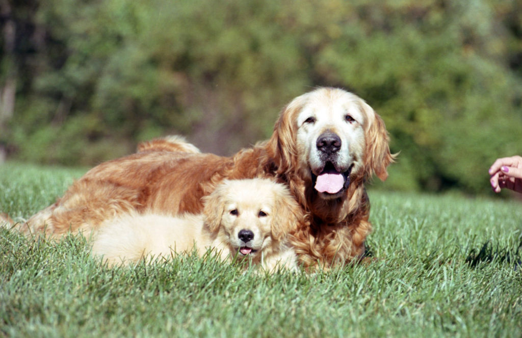 a cute puppy with an old golden retriever resting on a grass ground